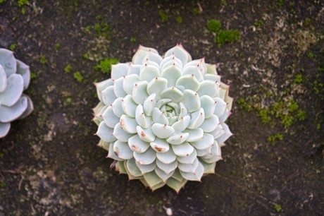 Castellar de la Frontera